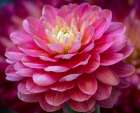 USA-Washington State-Pacific Northwest Sammamish Dahlia flowers in bloom Art Print